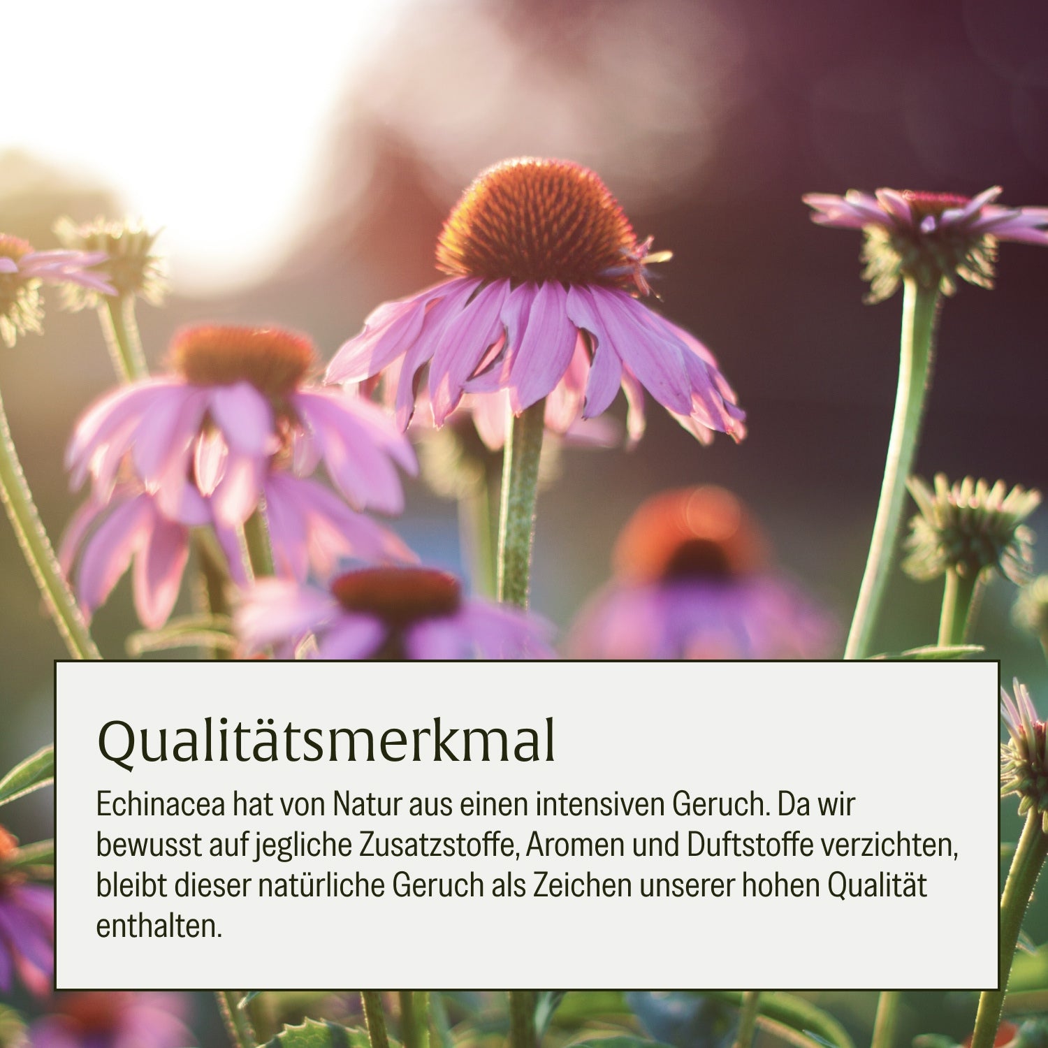 naturtreu-schutzschild-immun-komplex-kapseln image 7