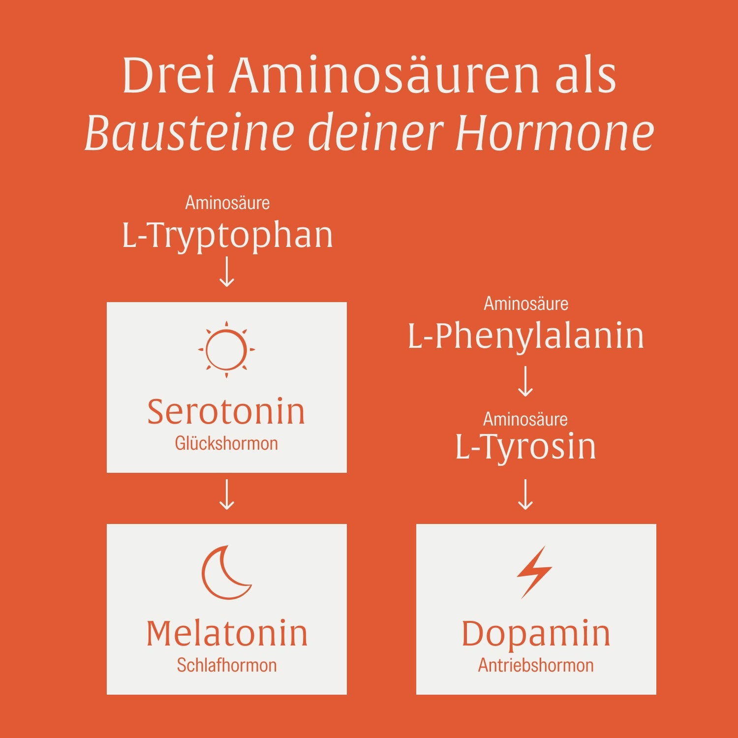 naturtreu-motivationskick-l-tyrosin-komplex-mit-l-tryptophan-l-phenylalanin image 7