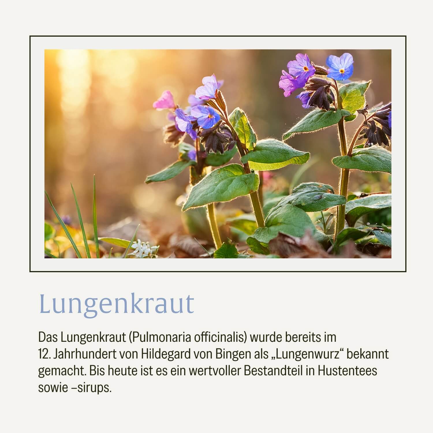 naturtreu-lungenkraut-eukalyptus-thymian-nac-kapseln image 7