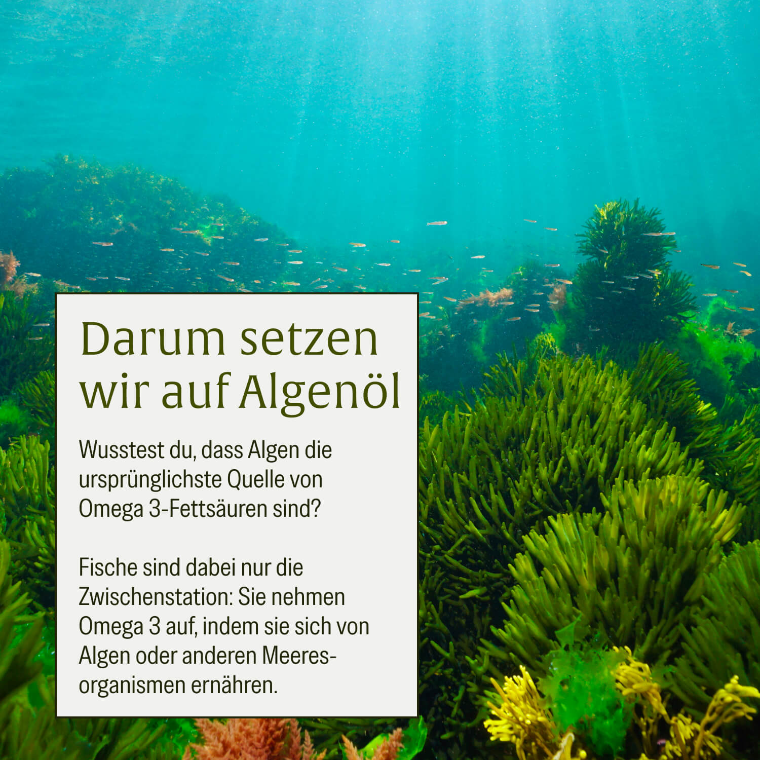 naturtreu-omega-3-familien-sparpaket-algenkraft-algenknirps-2er-bundle image 5