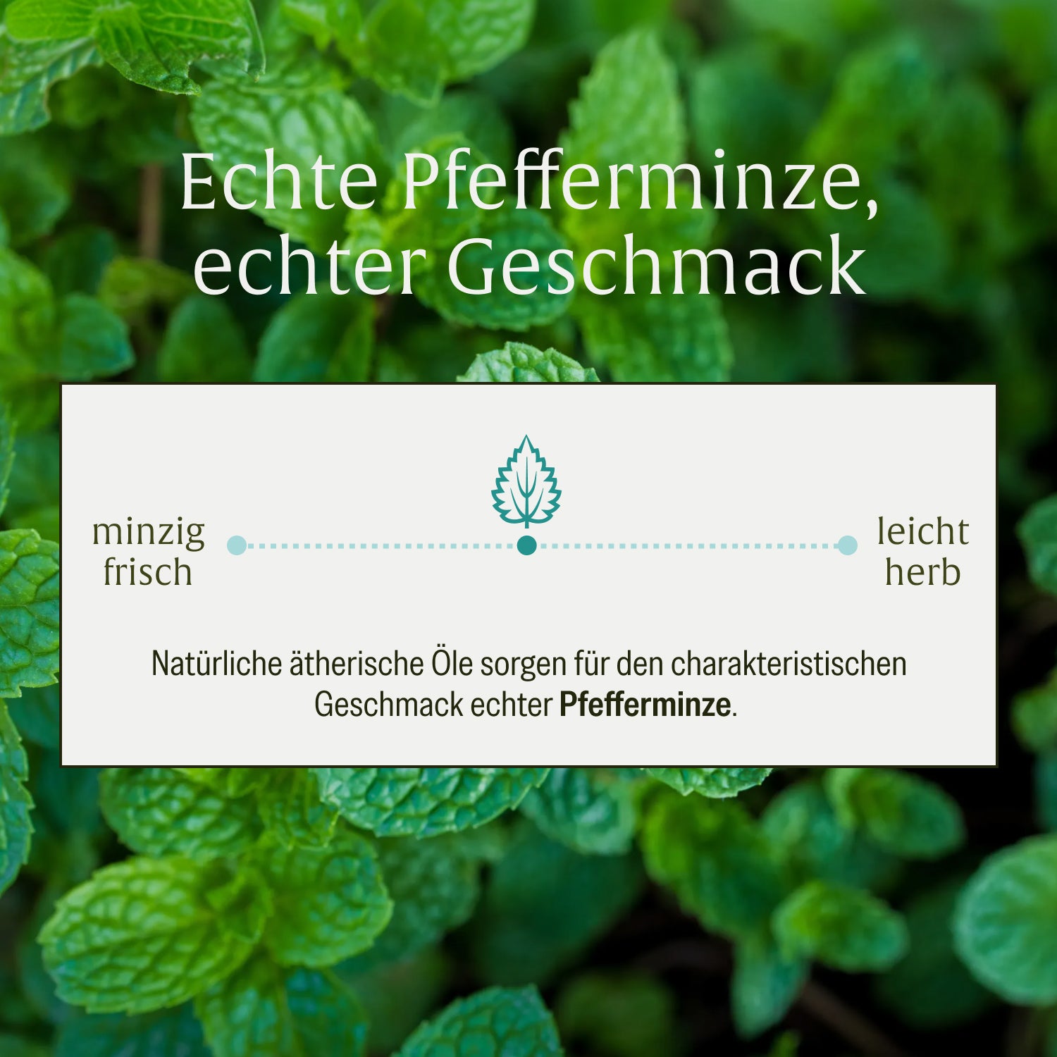 naturtreu-minzbrise-lutschpastillen-mit-milchs-urebakterien-minze-xylit image 7