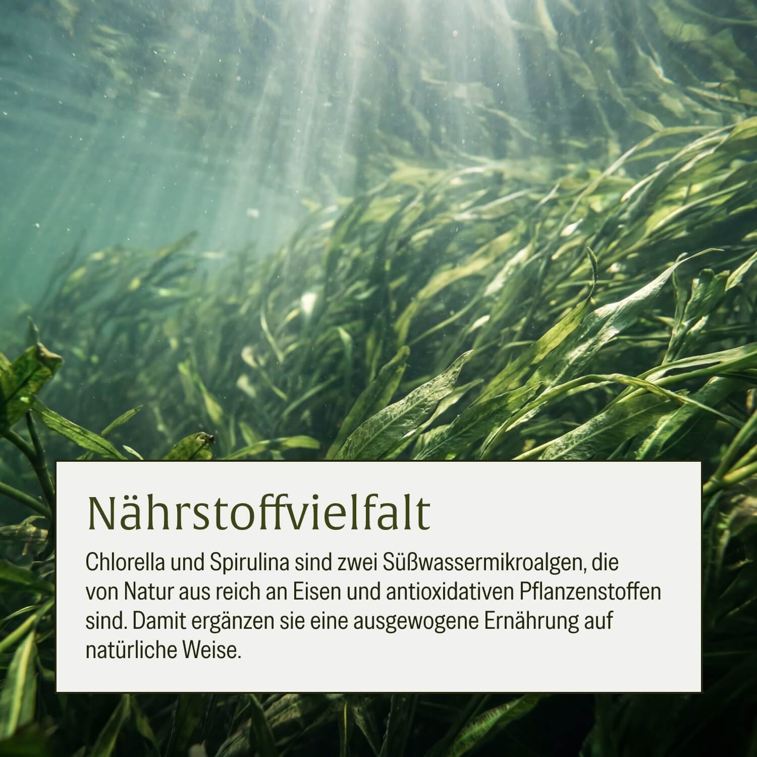 naturtreu-algenduo-bio-chlorella-und-bio-spirulina-tabletten image 6