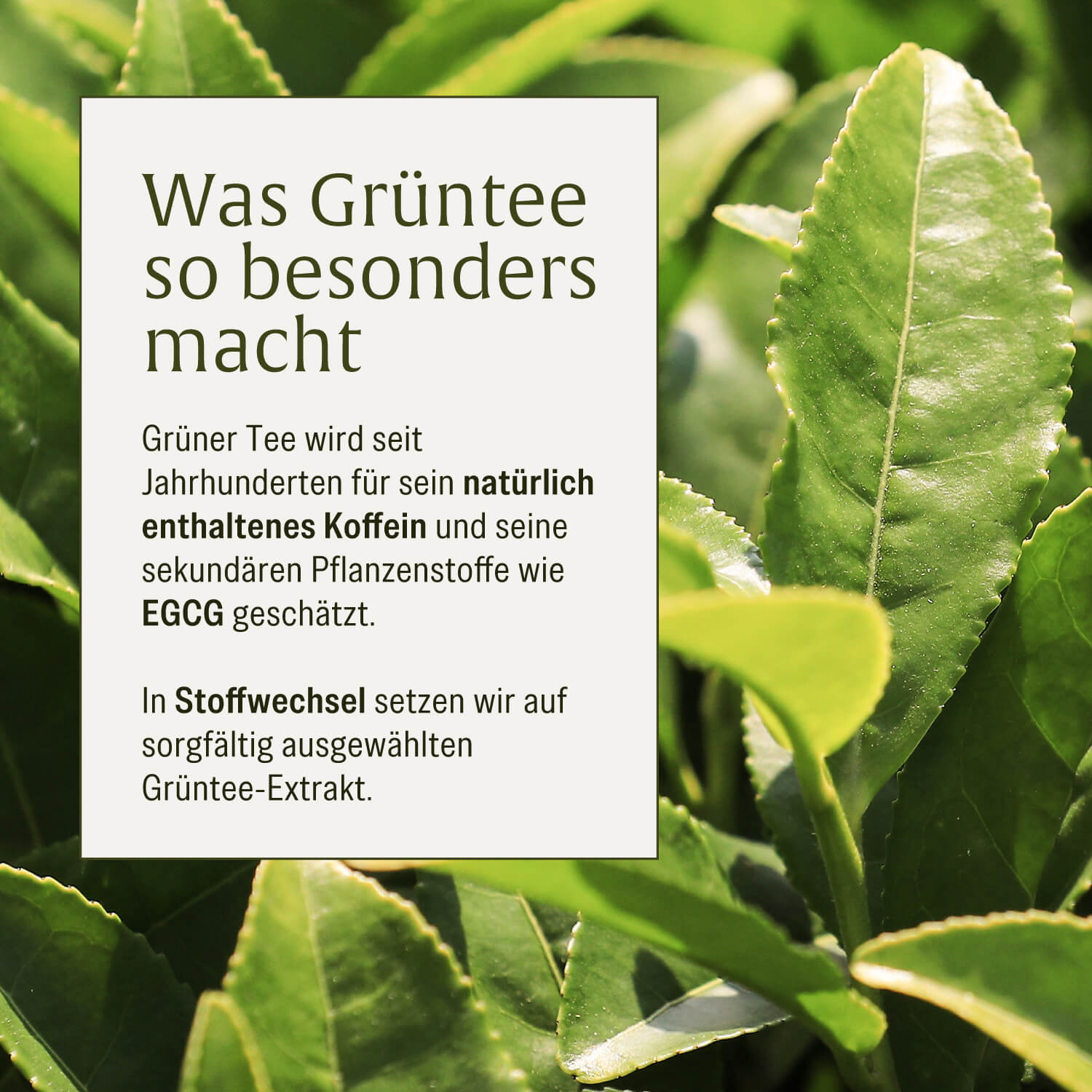 naturtreu-stoffwechsel-metabolismus-komplex-kapseln image 8