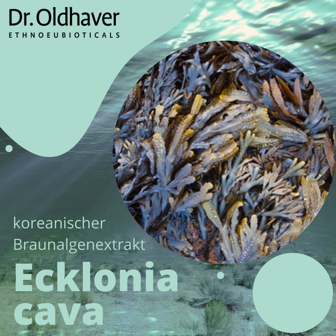 dr-oldhaver-ecklonia-cava-kapseln-90-kps-braunalgen-antioxidans image 3